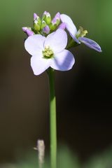 Wiesen-Schaumkraut (Cardamine pratensis), cuckooflower