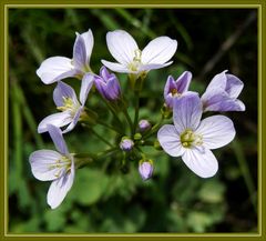 Wiesen-Schaumkraut (Cardamine pratensis) - das Würz- und Heilkraut blüht jetzt