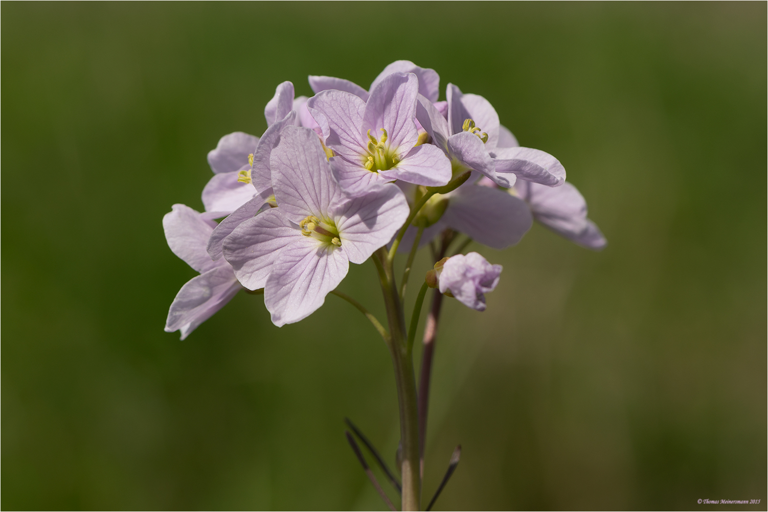 Wiesen-Schaumkraut (Cardamine pratensis)...: