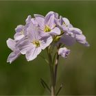 Wiesen-Schaumkraut (Cardamine pratensis)...: