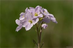 Wiesen-Schaumkraut (Cardamine pratensis)...: