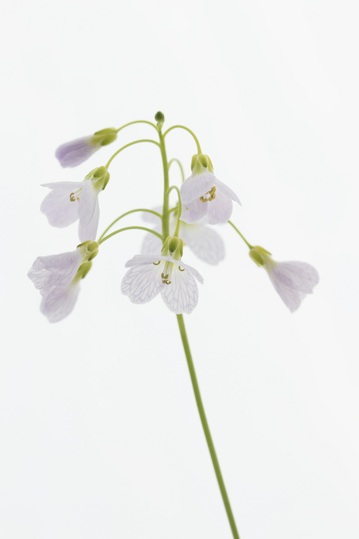 Wiesen-Schaumkraut - Cardamine pratensis