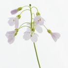 Wiesen-Schaumkraut - Cardamine pratensis