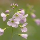 Wiesen-Schaumkraut