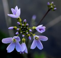 Wiesen-Schaumkraut - ein Traum in Zartblau...