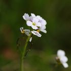 Wiesen-Schaumkraut, Maiblume, Cardamine pratensis