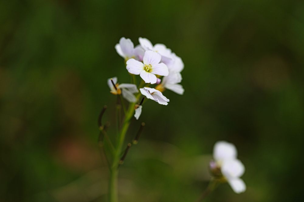 Wiesen-Schaumkraut, Maiblume, Cardamine pratensis