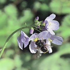 Wiesen - Schaumkraut mit Wildbiene