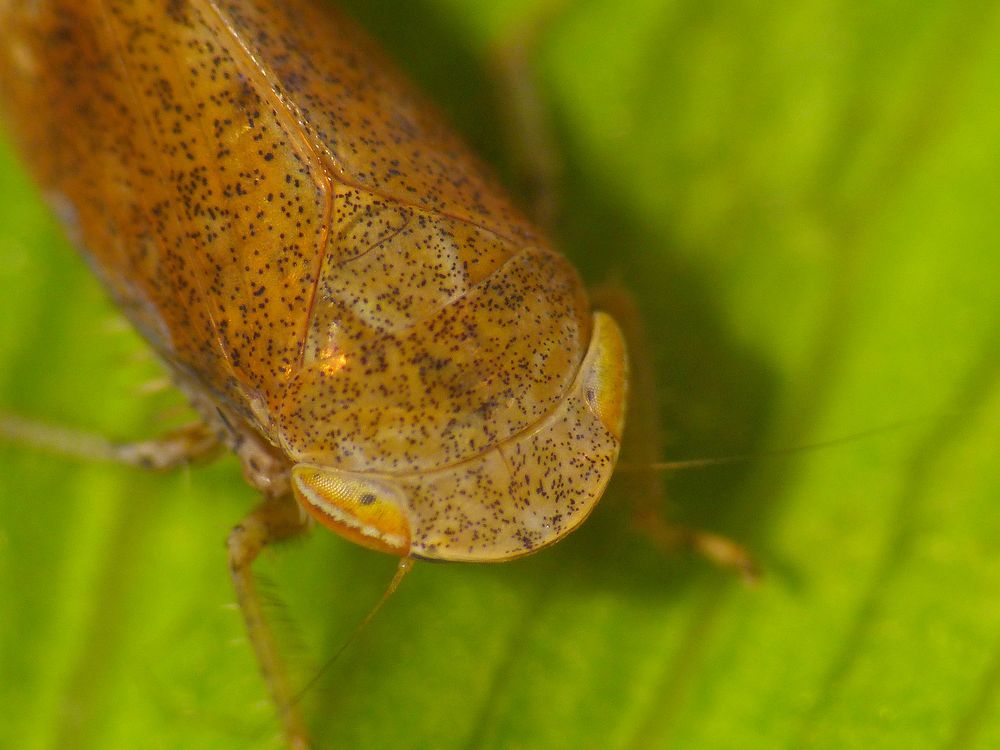 Wiesen-Schaumzikade (Philaenus spumarius) - Supermakro