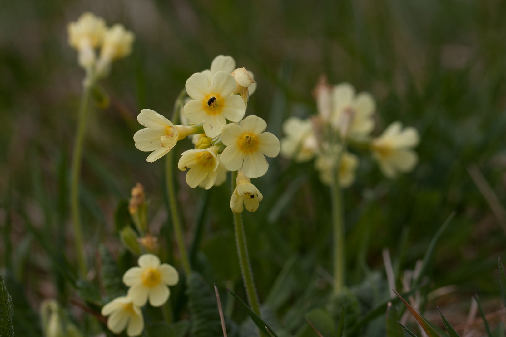 Wiesen-Schlüsselblume