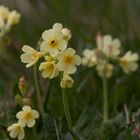 Wiesen-Schlüsselblume