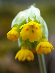 Wiesen-Schlüsselblume