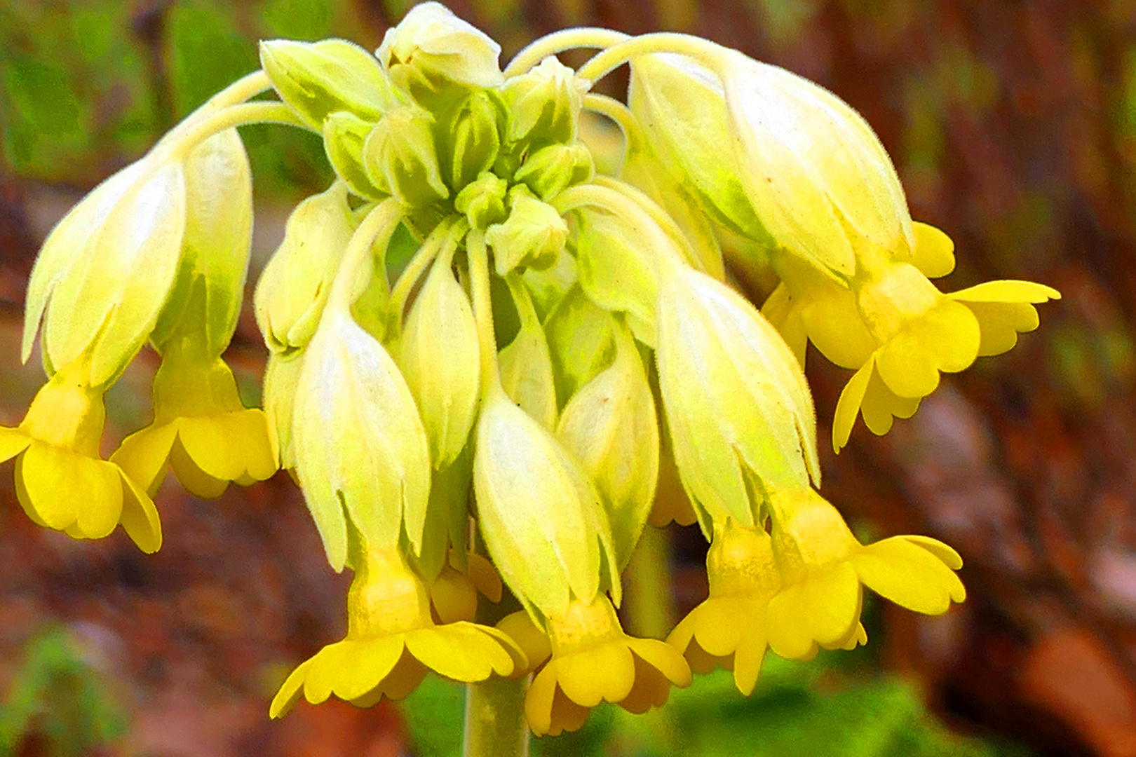 Wiesen-Schlüsselblume