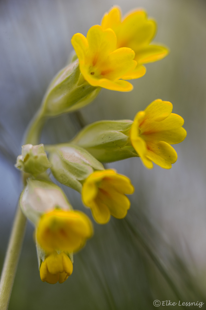 Wiesen - Schlüsselblume