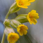 Wiesen - Schlüsselblume