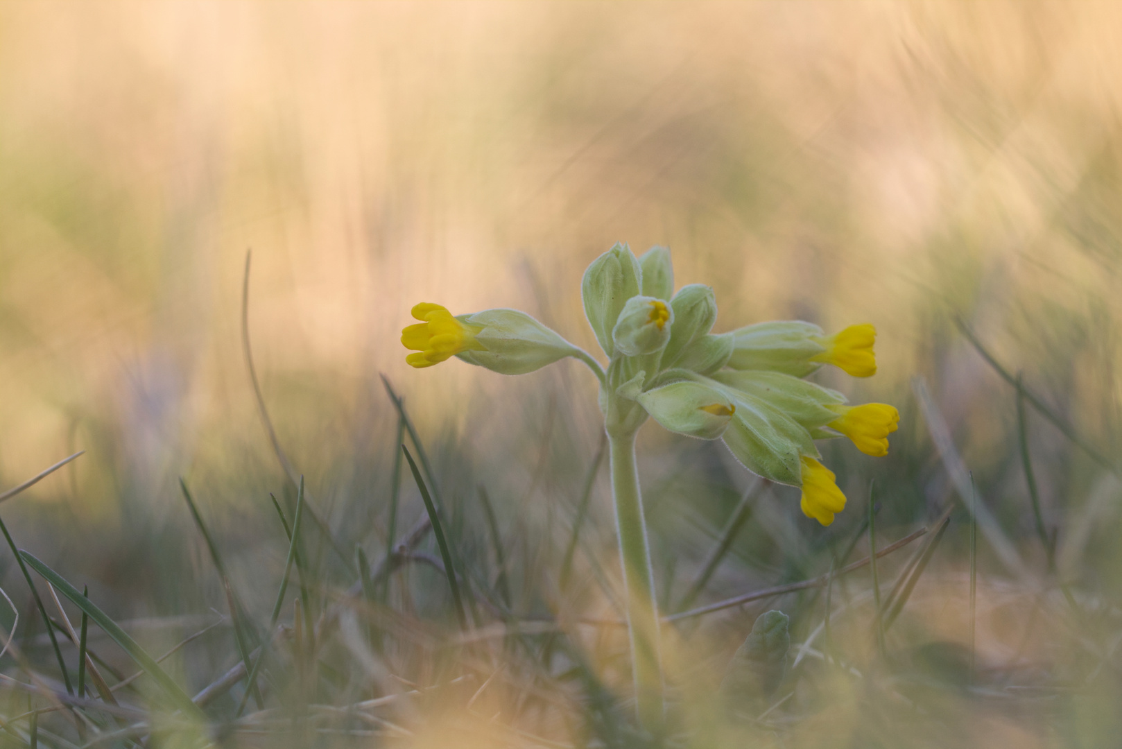 Wiesen-Schlüsselblume