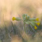 Wiesen-Schlüsselblume