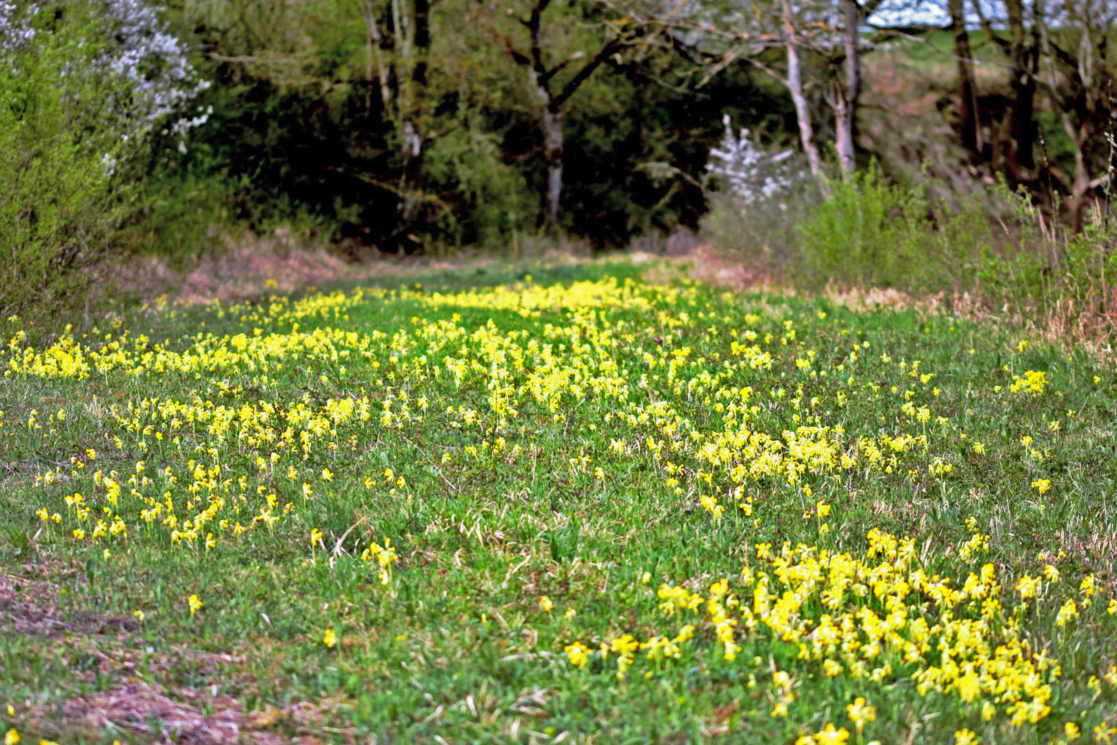 Wiesen-Schlüsselblumen "Beim Roten Kreuz" 