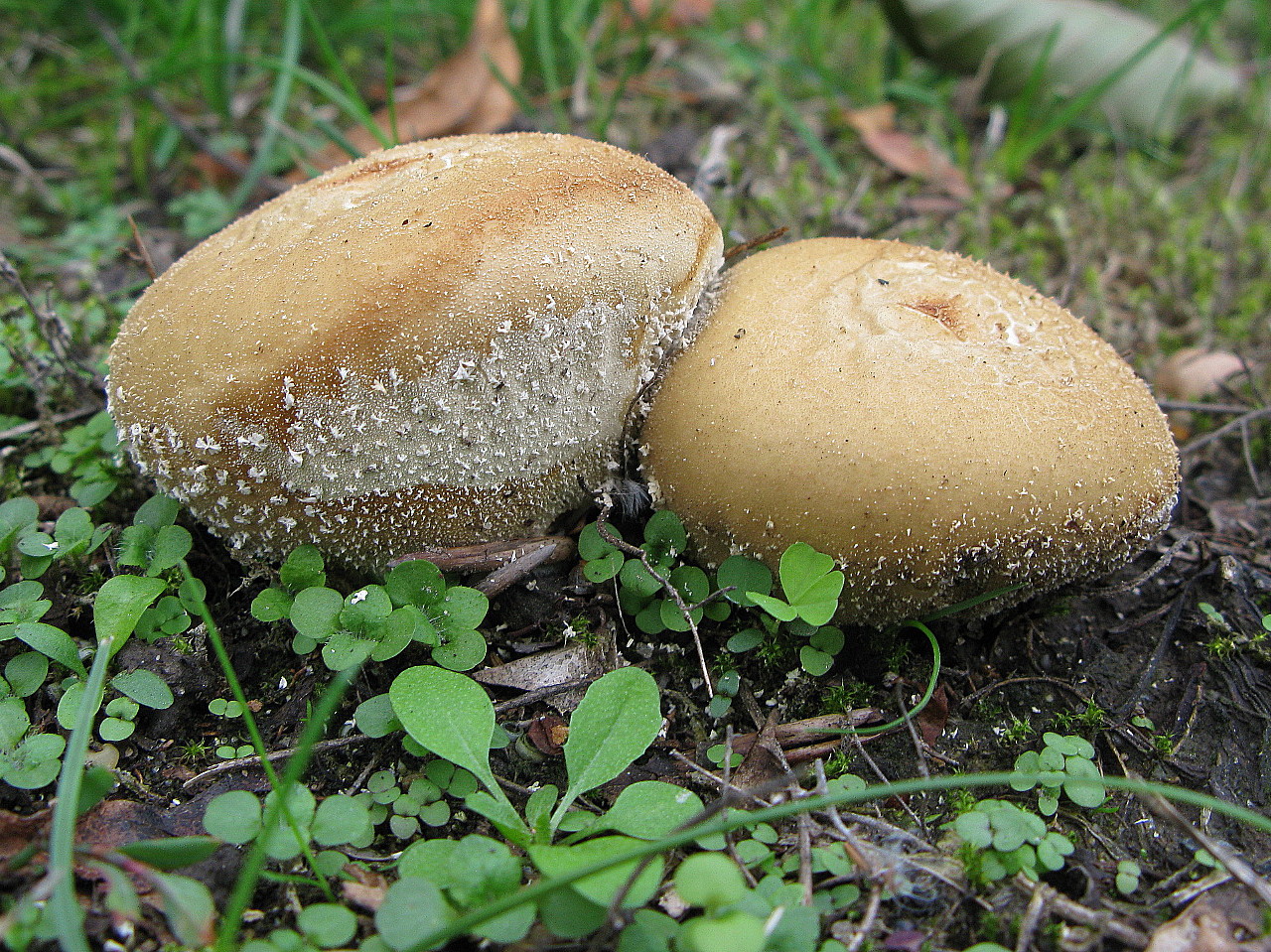 Wiesen-Stäubling, erste Reifephase