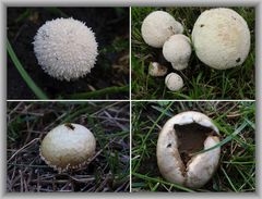 Wiesen-Stäubling (Lycoperdon pratense)