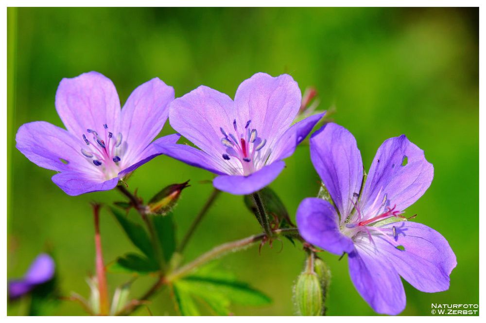 - Wiesen-Storchenschnabel ( Geranium pratense )