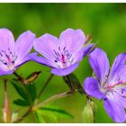 - Wiesen-Storchenschnabel ( Geranium pratense )