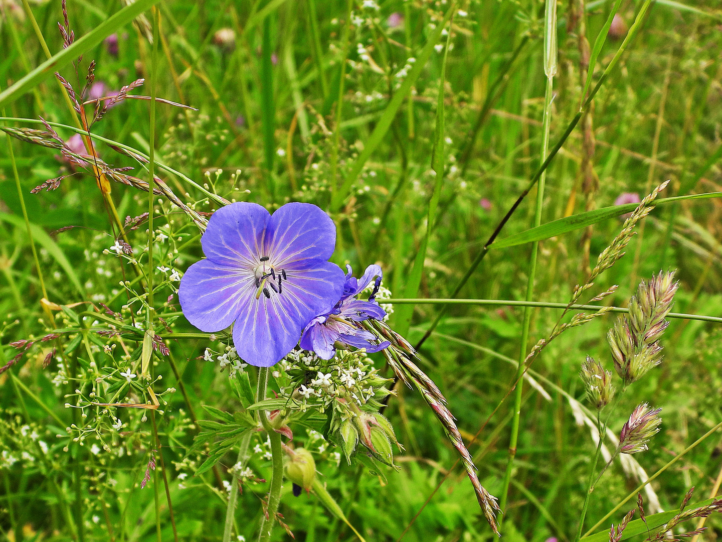 Wiesen-Storchschnabel