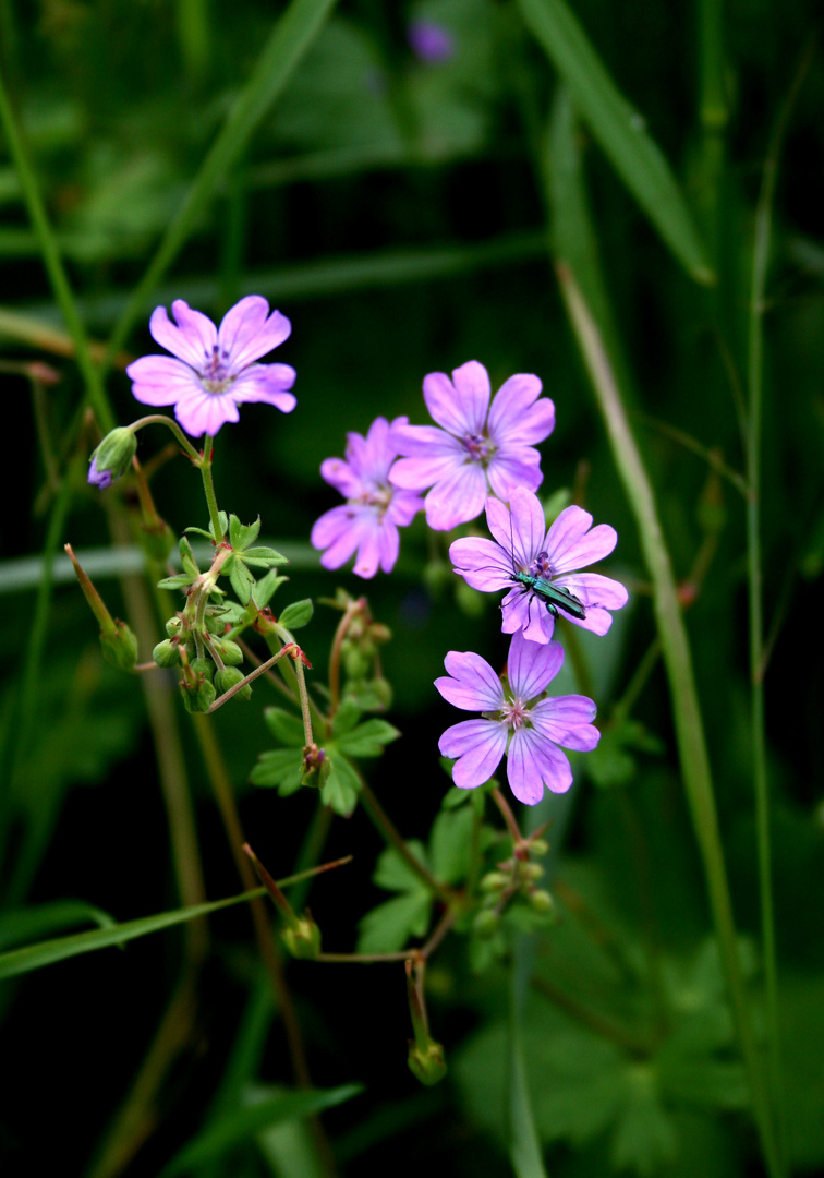 Wiesen-Storchschnabel