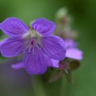 Wiesen-Storchschnabel (Geranium pratense)