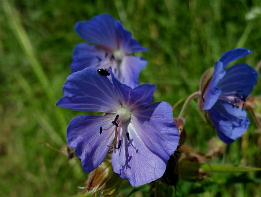 Wiesen-Storchschnabel (Geranium pratense)