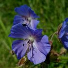 Wiesen-Storchschnabel (Geranium pratense)