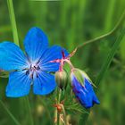 Wiesen-storchschnabel Geranium pratense