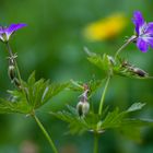 Wiesen-Storchschnabel (Geranium pratense)