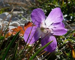 Wiesen-Storchschnabel (Geranium pratense)