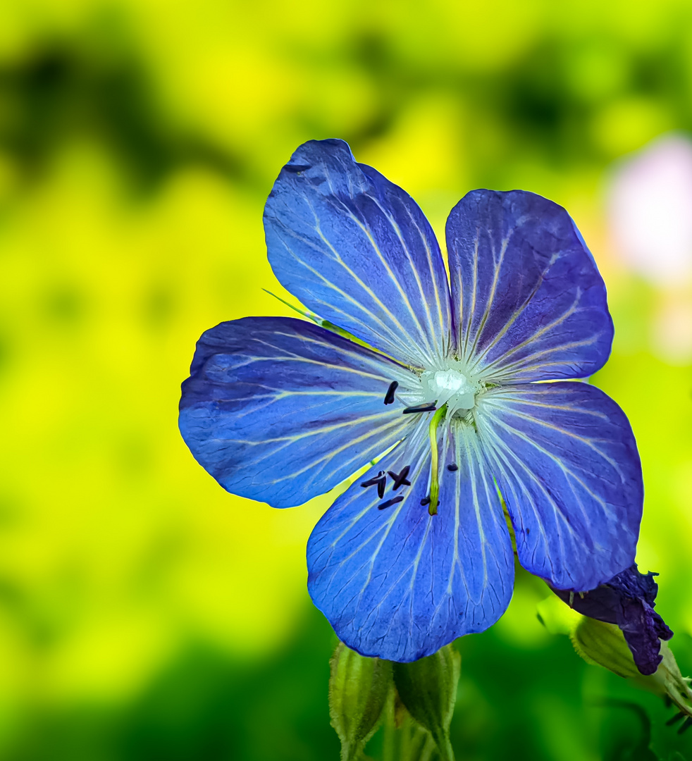 Wiesen-storchschnabel Geranium pratense