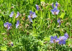 Wiesen-Storchschnabel (Geranium pratense)