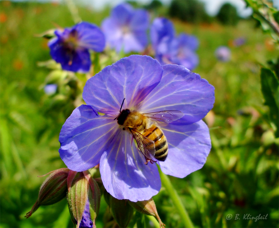 Wiesen - Storchschnabel mit Biene