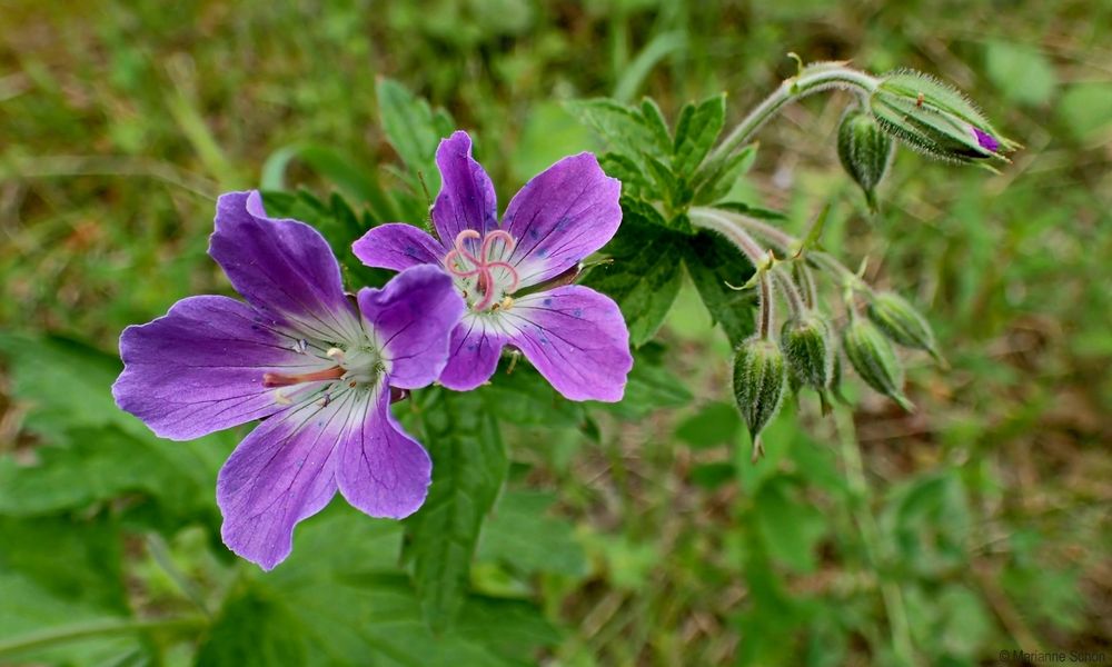 ...Wiesen-Storchschnabel...Geranium pratense...