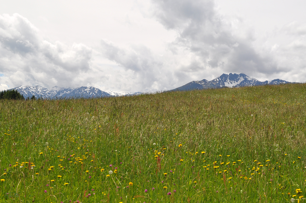 Wiesen und Berge...