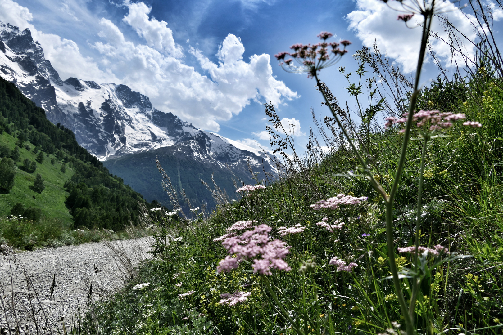 _____Wiesen und Berge______