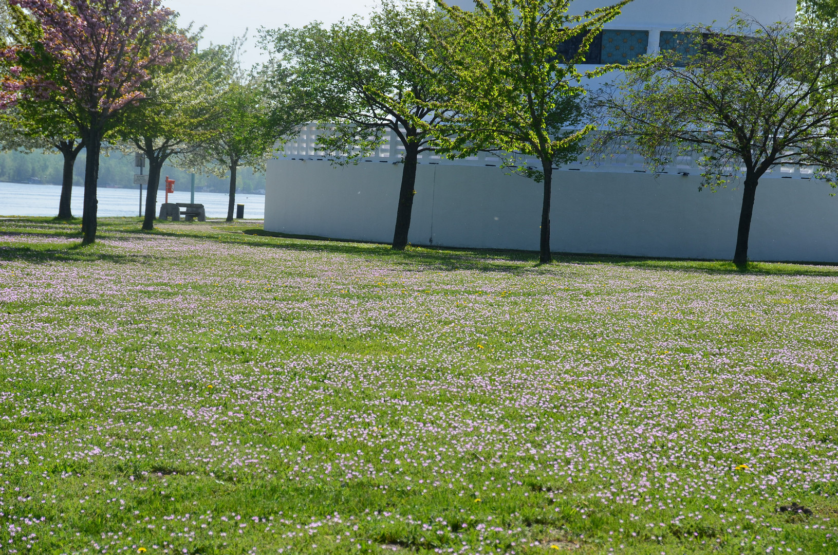 Wiesen und Blumen