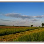 Wiesen und Felder