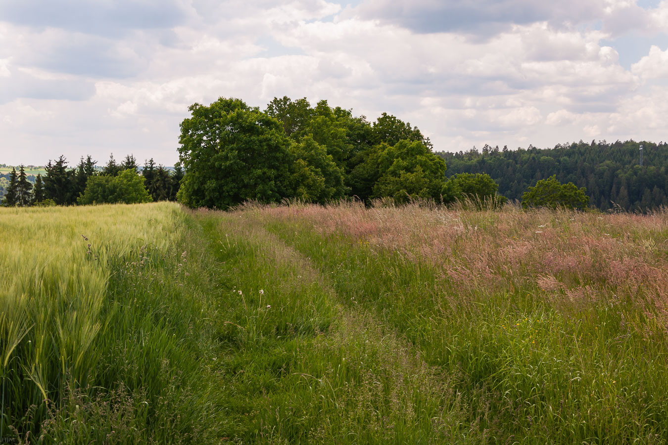 Wiesen und Felder