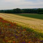 Wiesen und Felder in der Eifel