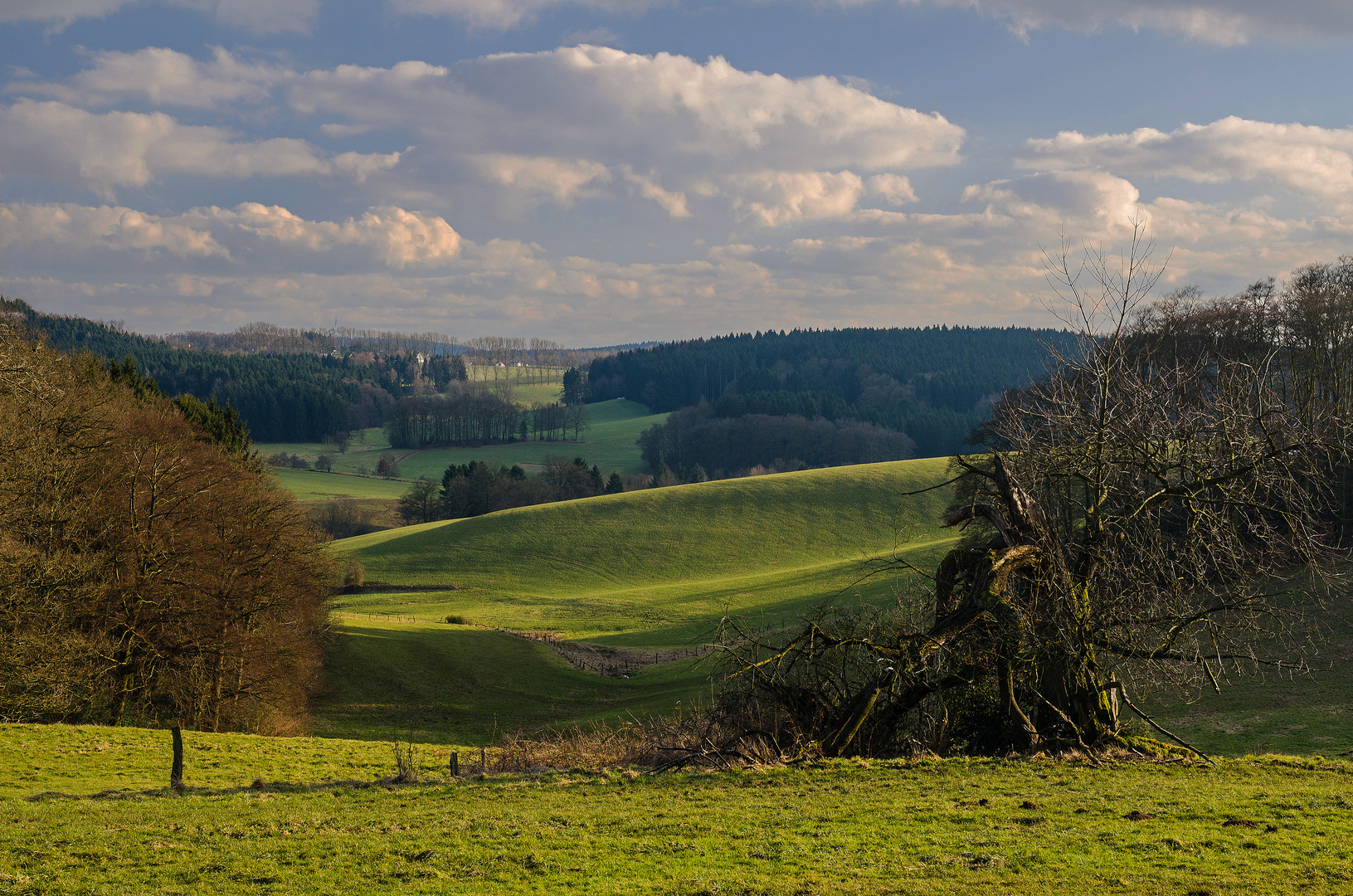 Wiesen und Wälder