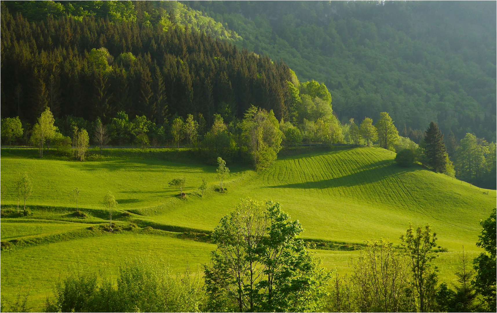 Wiesen und Wälder