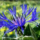 ...Wiesen-und...Berg-Flockenblume...Centaurea...