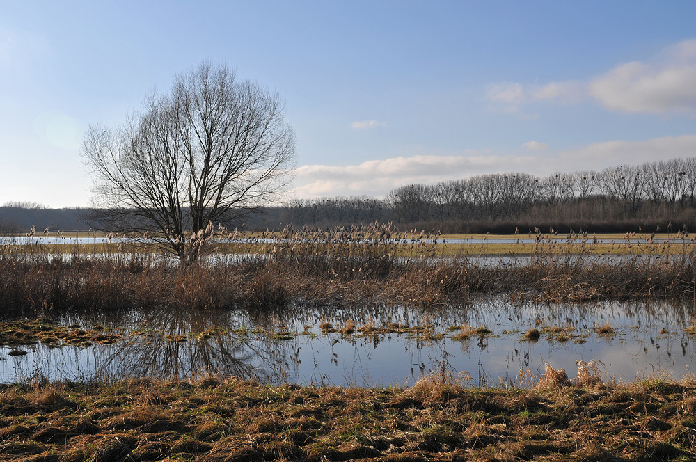 Wiesen - Wasser 01