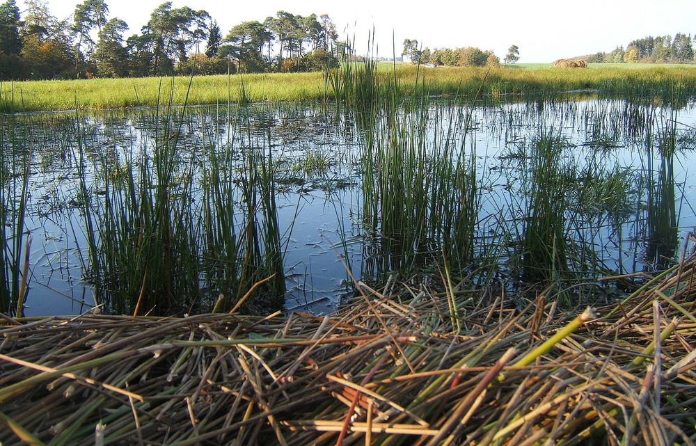 Wiesen-Wasser-Wunder-Welt