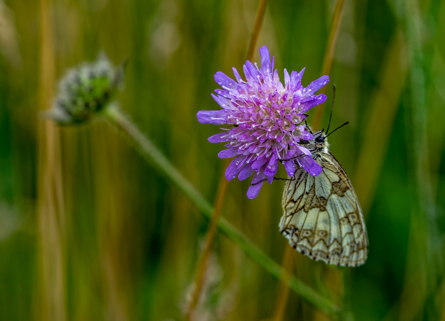 Wiesen-Witwen-Blume mit einem Melanargia russiae